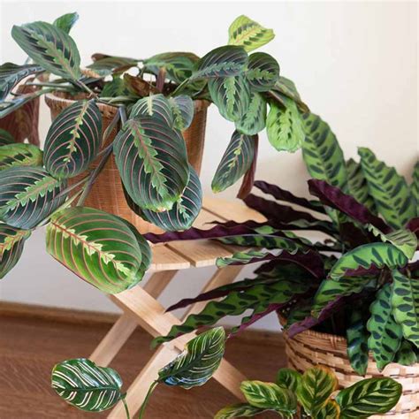 The history and symbolism of the prayer plant .